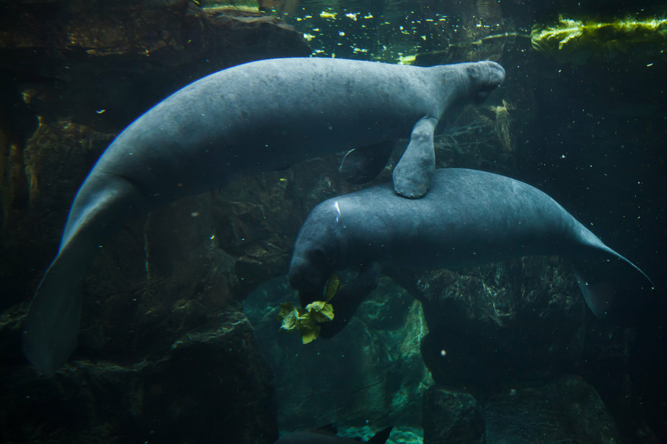 Manatees chow down on lettuce thanks to Florida feeding program!