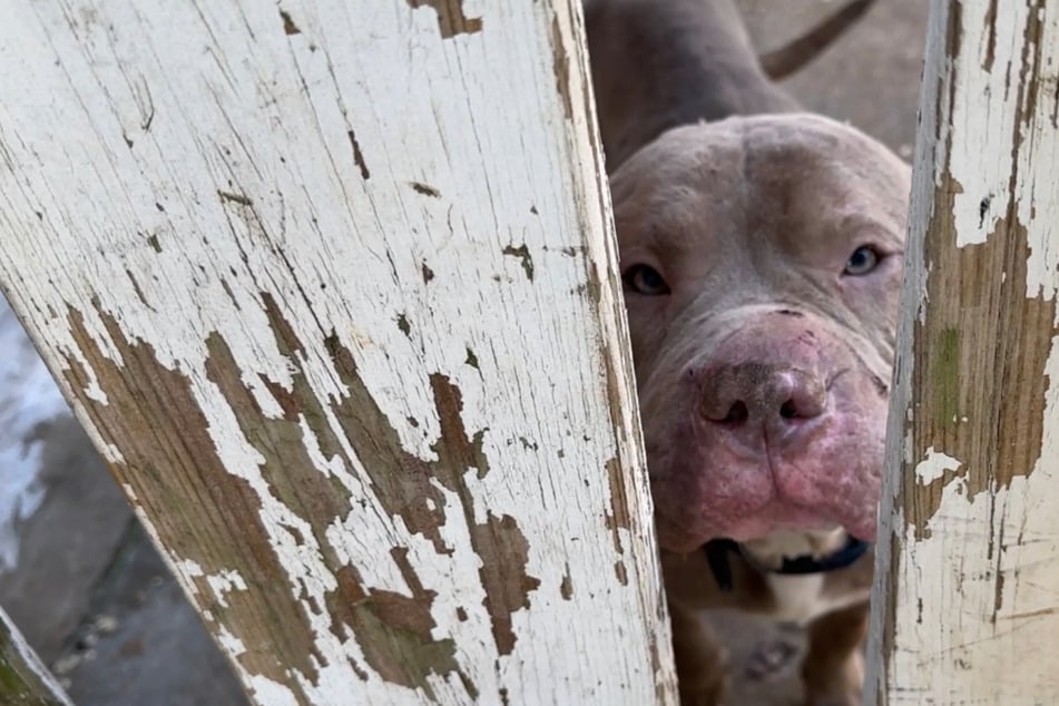 Dog follows a stranger home and gets the chance of a lifetime