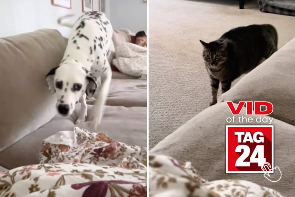 Viral Video of the Day for September 7, 2026: Guilty-looking Dalmatian gets busted when furious cat enters the chat