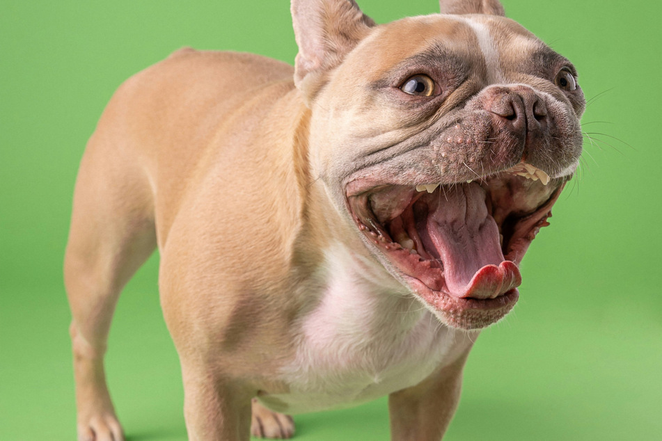 Puppies don't teeth for very long, but when they do it can be a real nuisance.