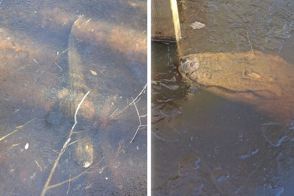 Frozen alligators wow internet in eerie snaps of "brumation"