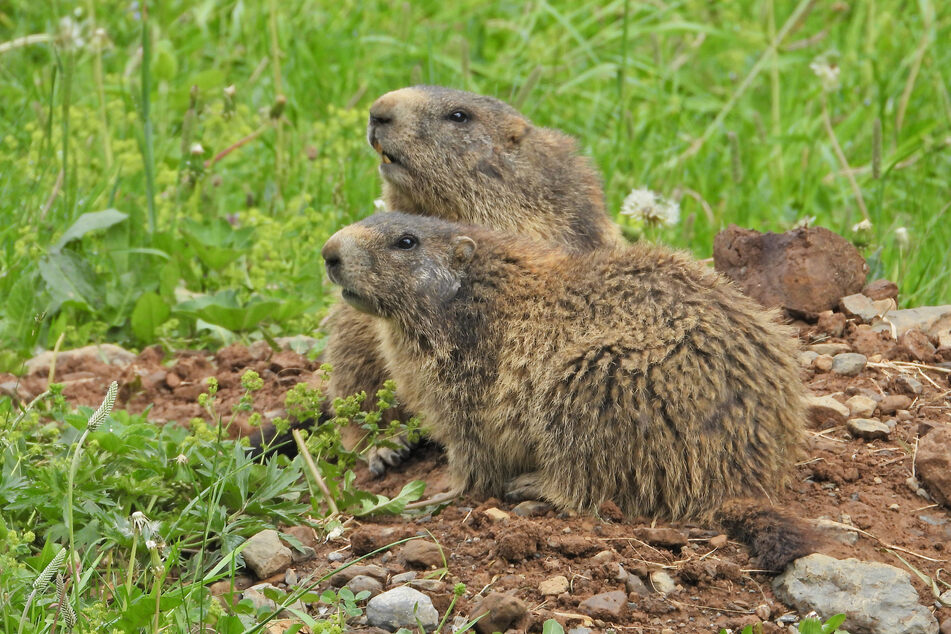 In August, RMBL will host Fat Marmot Week to raise further funding and awareness for these little guys.