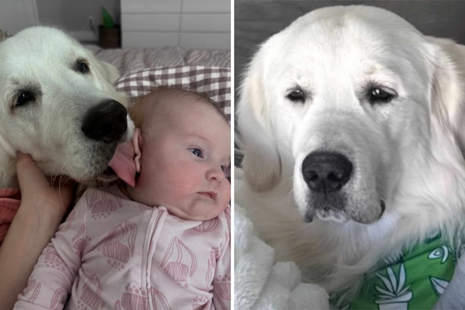 Dog tries valiantly to take care of newborn sister, but his face reveals how much he's struggling