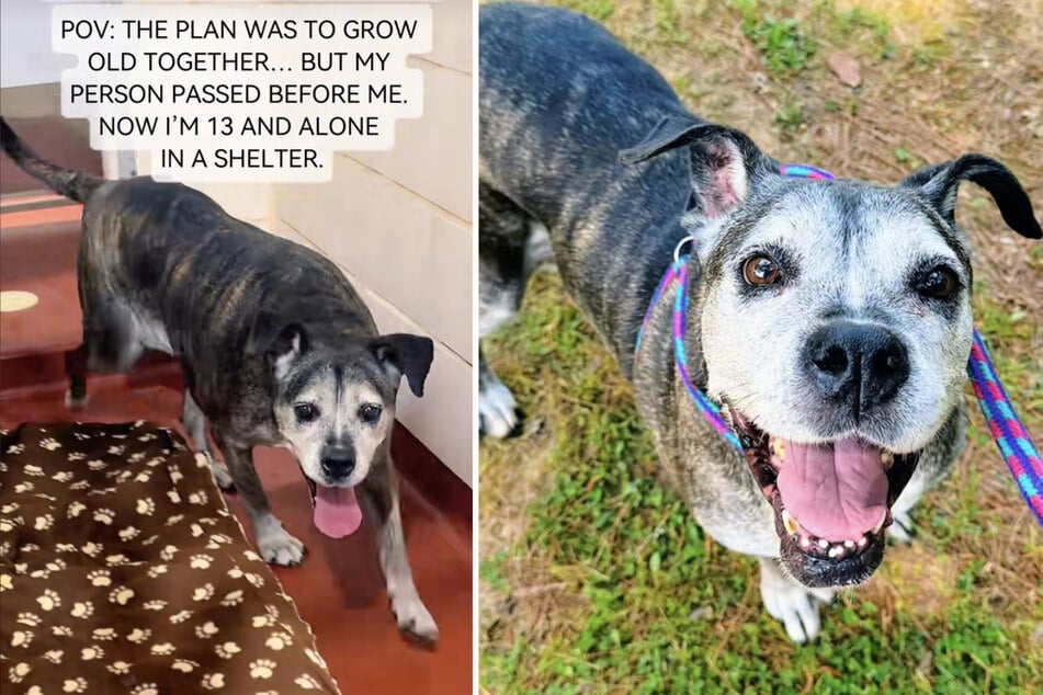 Roxanne was 13 years old when she was handed in to an animal shelter after her owner passed away.