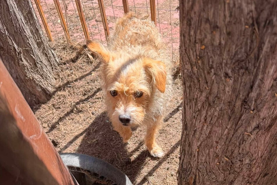 This little dog was afraid of anyone who tried to help him. Luckily, a sweet neighbor had an idea that made all the difference. 