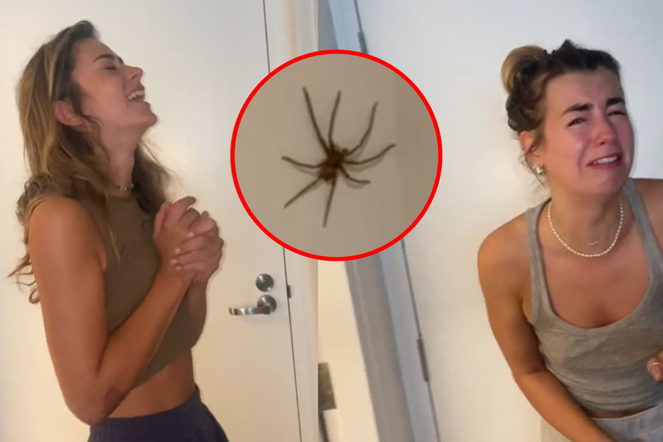Giant spider causes hilarious panic for three roommates