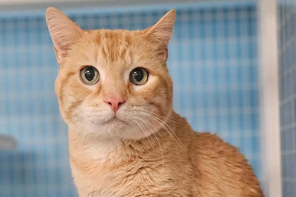 Starkist the cat has to start all over again at the ripe old age of 15 after his elderly owner had to give him up.