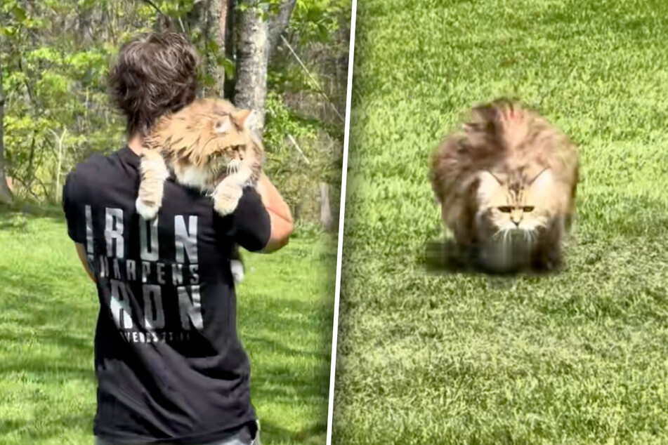 Miss Kitty the cat impresses with her tough training in a viral hit on TikTok. But some people sense a catch – and they're right.