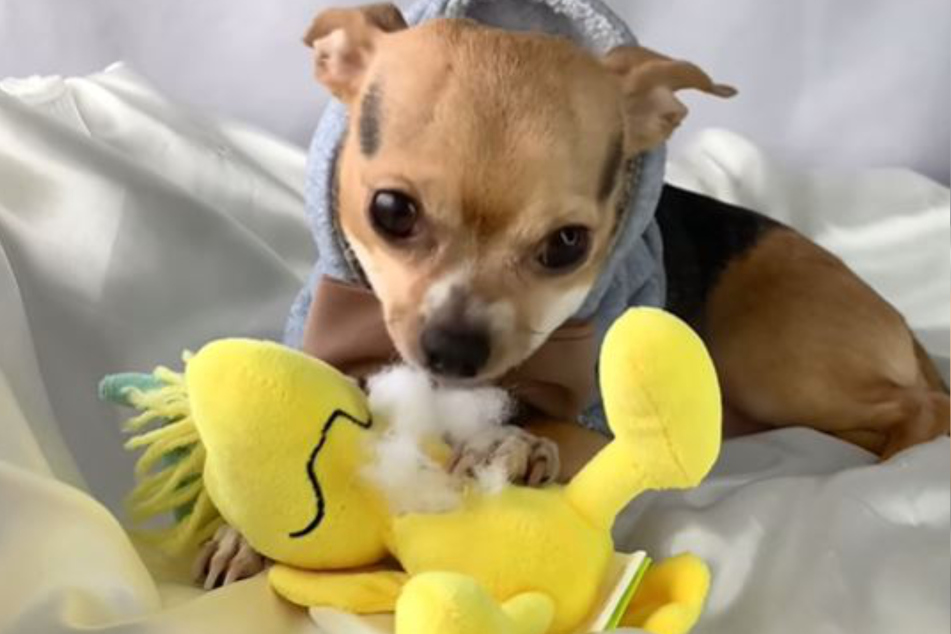 The little dog loves to tear up stuffed animals.