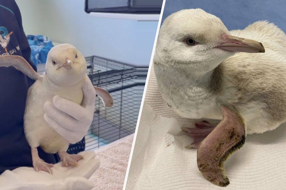 Animal rights activists come across rare penguin in dire need of medical help