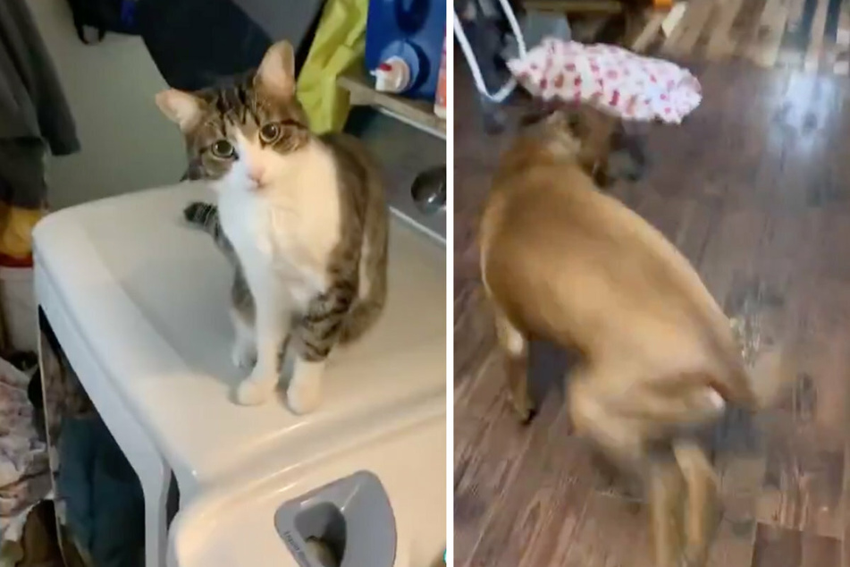 The cat seems to be extremely irritated with the situation. It is probably thrilled that its owner starts chasing the dog.