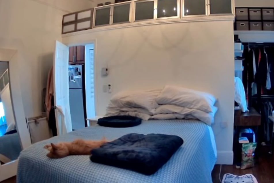 While Ollie the kitty chills on the bed, the desperate meowing of Luna the cat can be heard in the background.