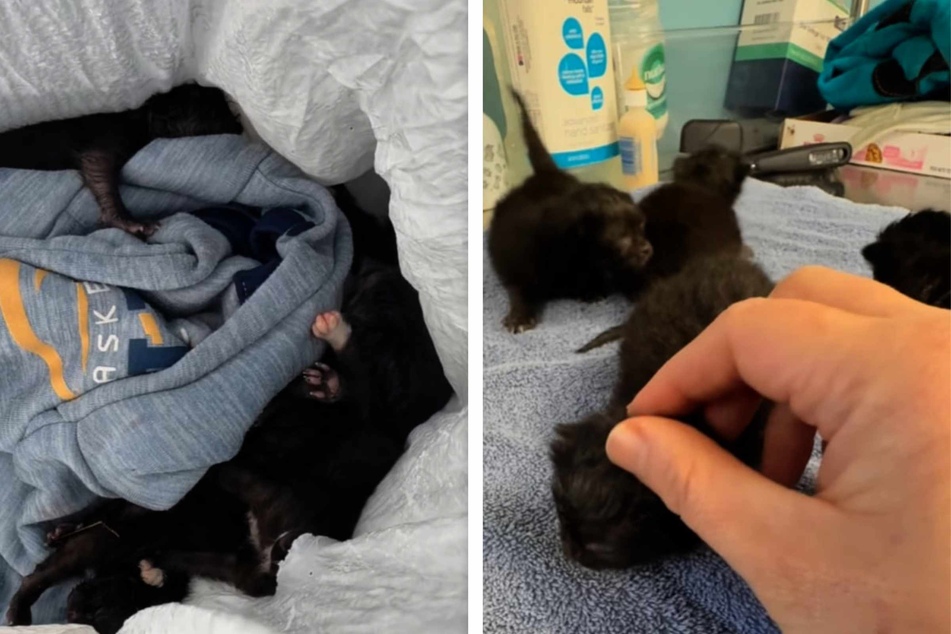 The kittens were only around a week old on the day they were rescued.