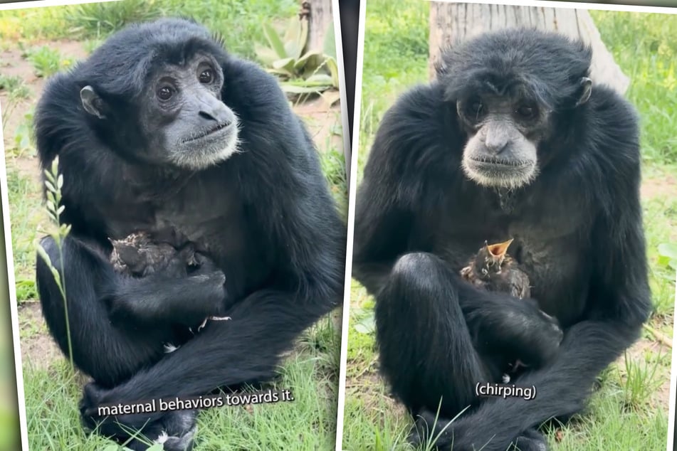 Eve the monkey mama didn't want to let go of the little robin.