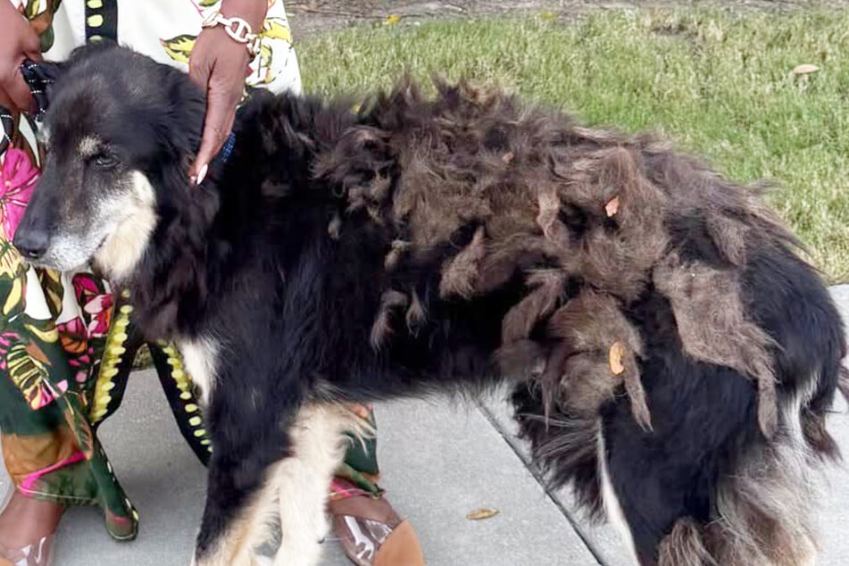 Rundown but still alive: Champ the dog is back after seven years!