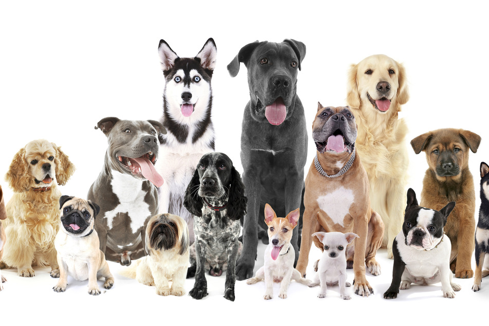The 7 most famous dogs in the world: do you know all these canine celebrities?