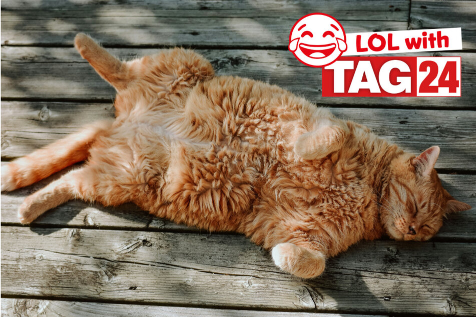 Joke of the Night for June 27, 2026: A Caturday laugh!