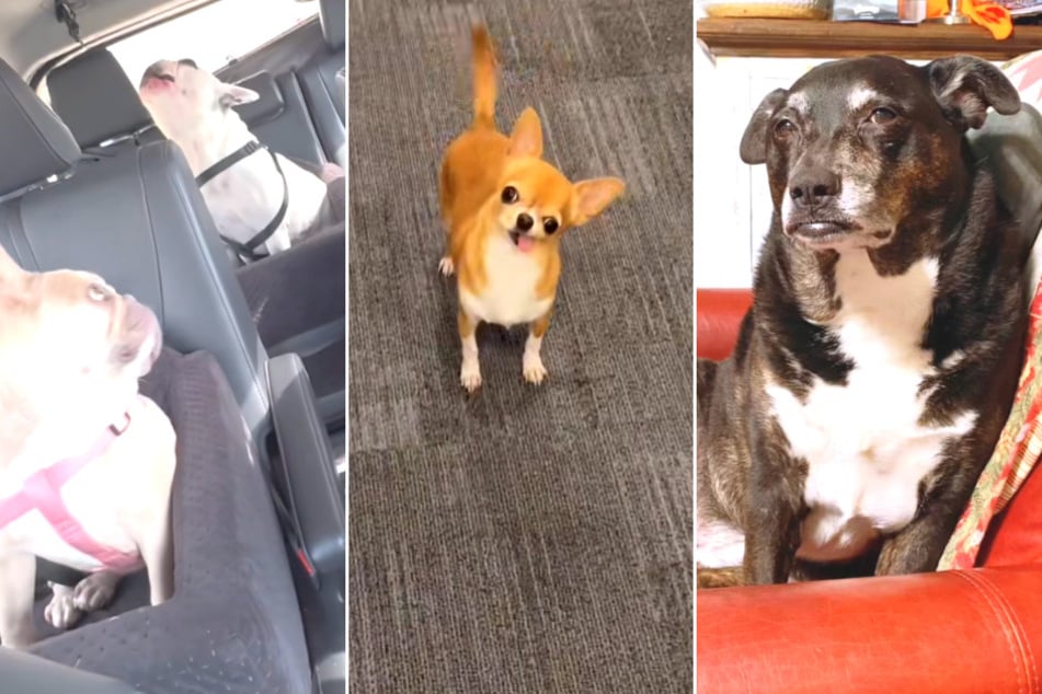 Hysterical dogs make millions giggle on TikTok