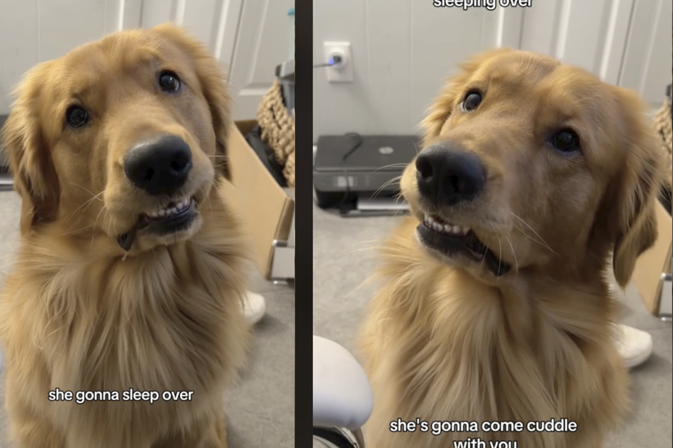 Golden retriever's reaction to dog "girlfriend" delights millions on TikTok