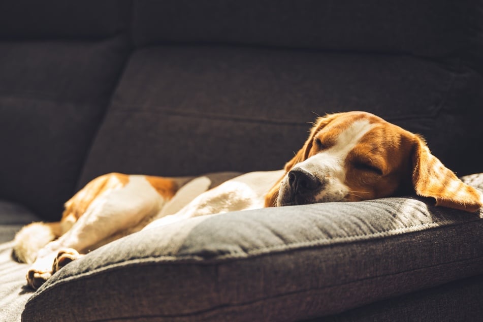 Rest after (repeated) vomiting can do dogs a lot of good.