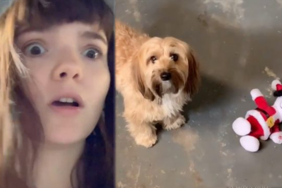 Kimberly's dog Daisy seems to be acting strangely as well (collage).