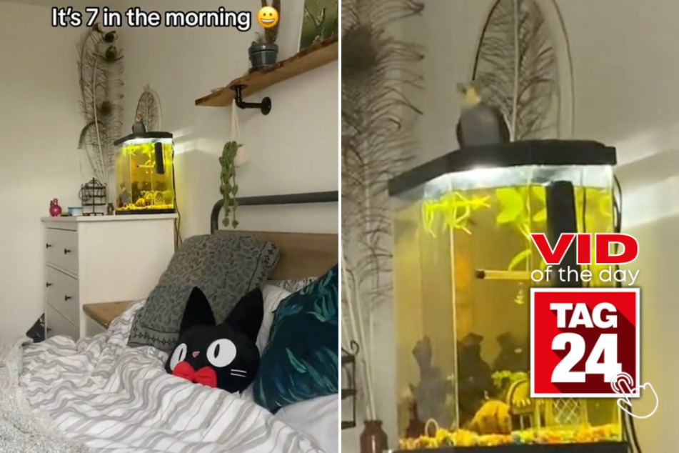 Viral Video of the Day for March 13, 2024: Who needs an alarm clock when you have a bird that sings?