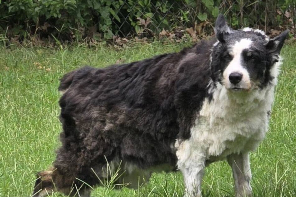Oklahoma dog found 1,000 miles from home: "I could not believe he had made it all the way to North Carolina"