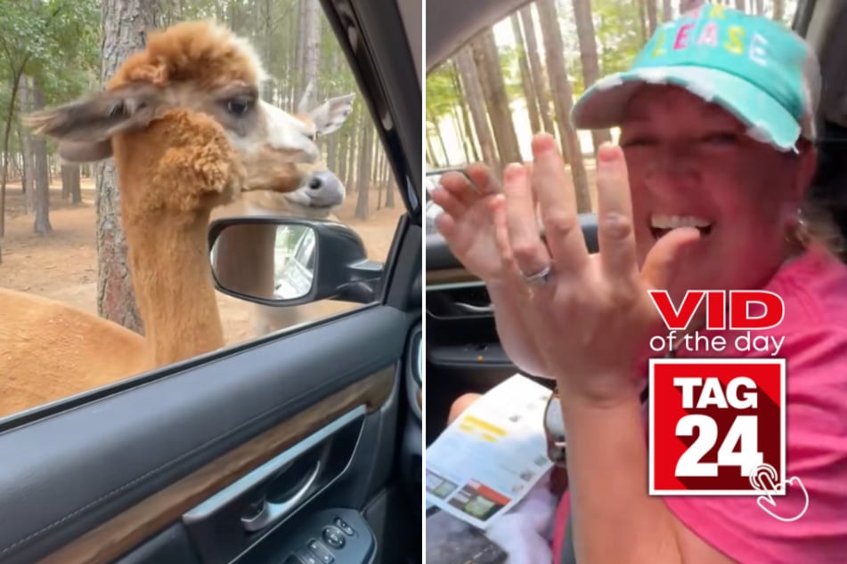 Viral Video of the Day for September 10, 2025: Alpaca spits perfectly on cue in hilarious TikTok