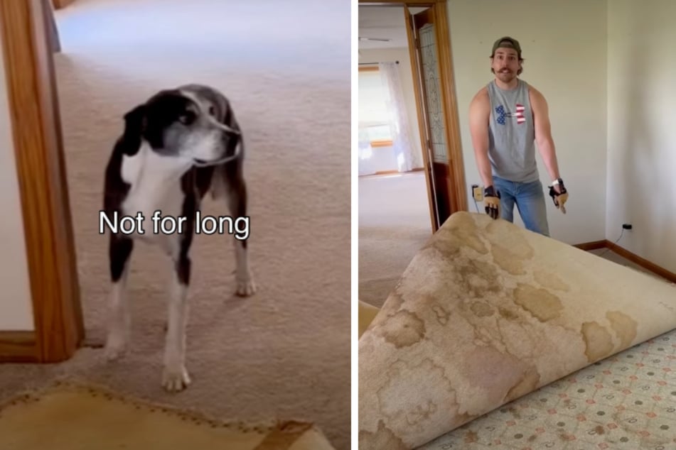 New homeowners get a nasty surprise when they see what's hidden beneath their carpet