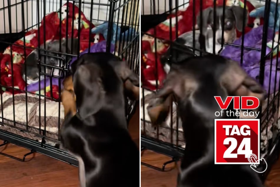 Viral Video of the Day for May 14, 2025: Sneaky sausage dog fakes jailbreak for impeccable toy heist!