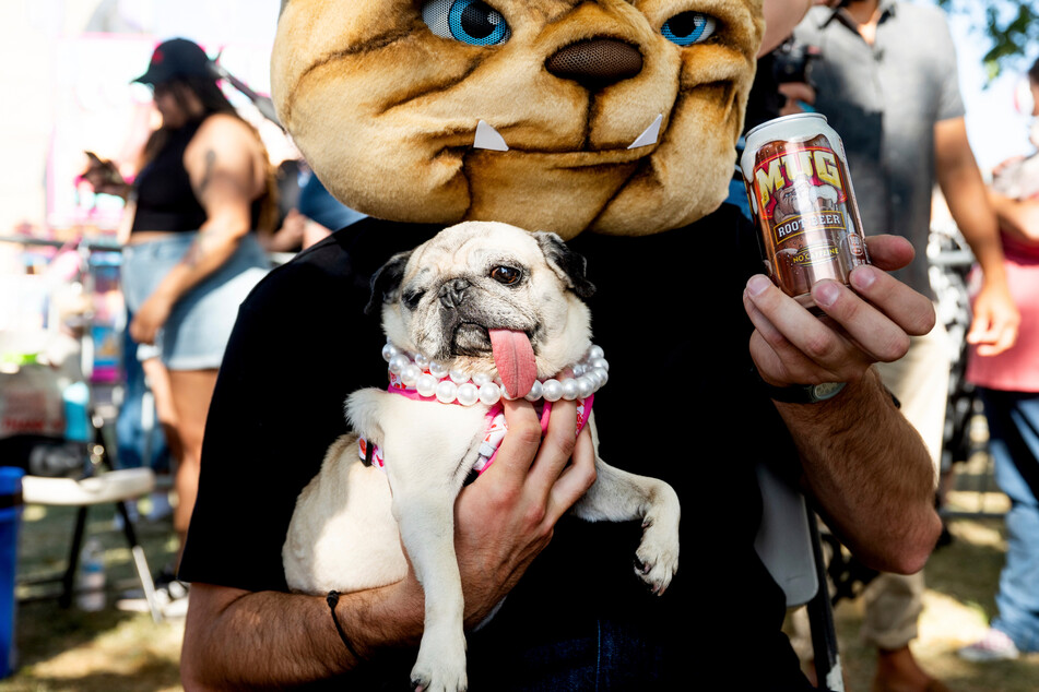Second place this year went to the pug dog Jinny Lu.