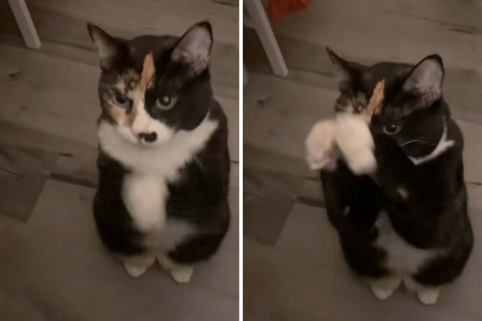 Daisy the cat's life is anything but easy. Can you imagine having to wait a whole minute for food?