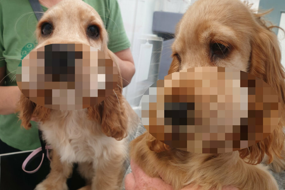 Dog picks wrong thing to munch on and ends up in an emergency room
