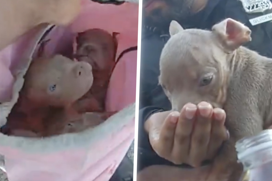 Woman selling puppies from sack charged with animal torture in New York City