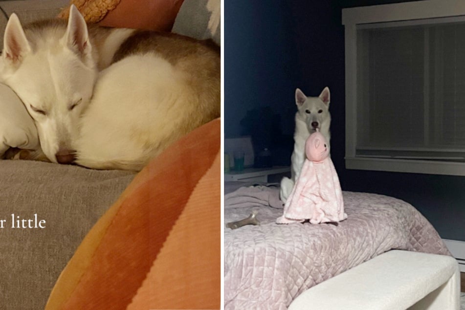 Husky dog is depressed – when her owners find out why, their hearts break