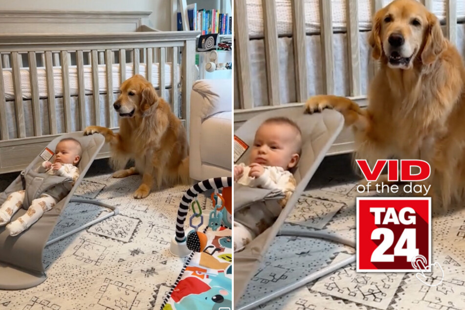 Viral Video of the Day for January 28, 2025: Golden retriever rocks baby to sleep in awe-inspiring TikTok clip!
