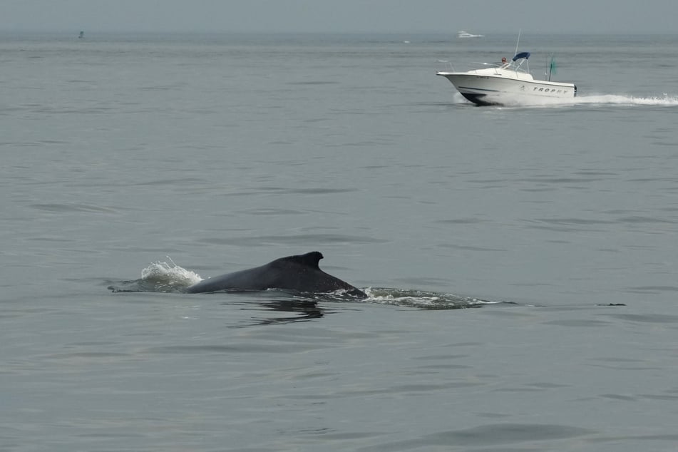 A New York City Whale Watching and Dolphin Adventure Cruise ship passes by a humpback whale on August 13, 2026.