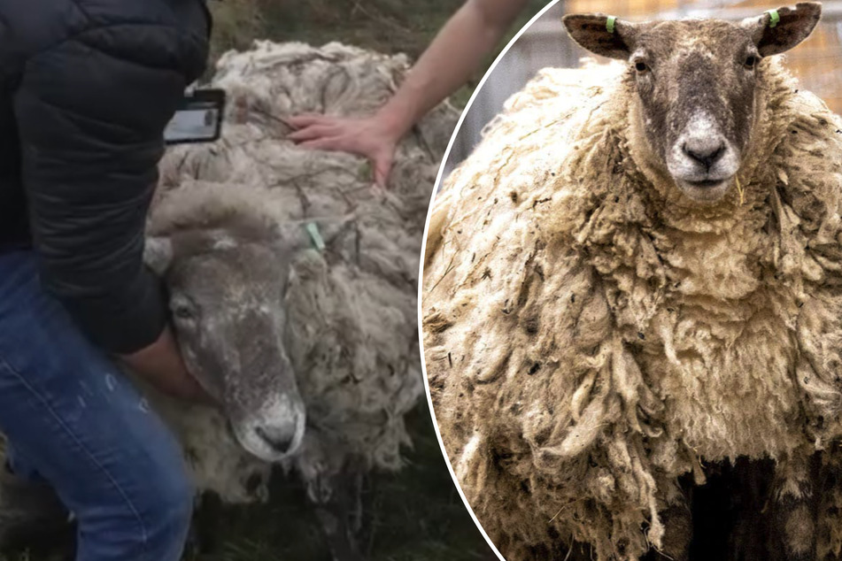 "Loneliest sheep in the world" fights her way back to life