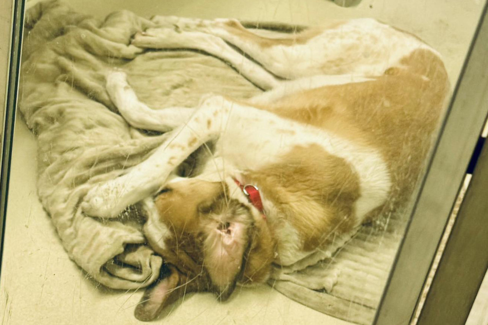 When it was bedtime this pooch curled up and tried to hide behind his paw.