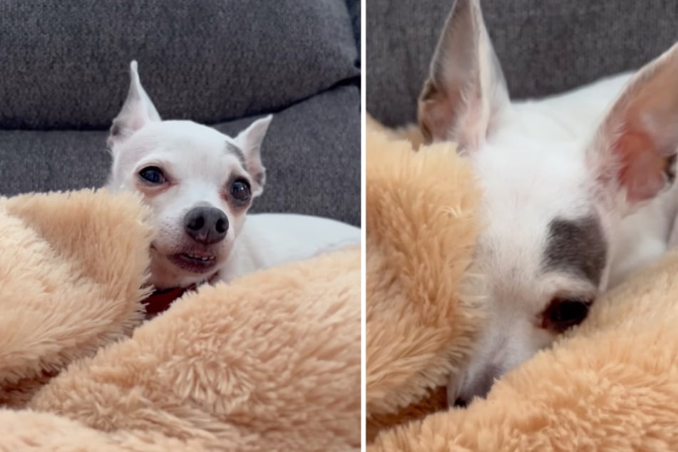 After Ben's death, Tim snuggles up with a giant stuffed animal dog!