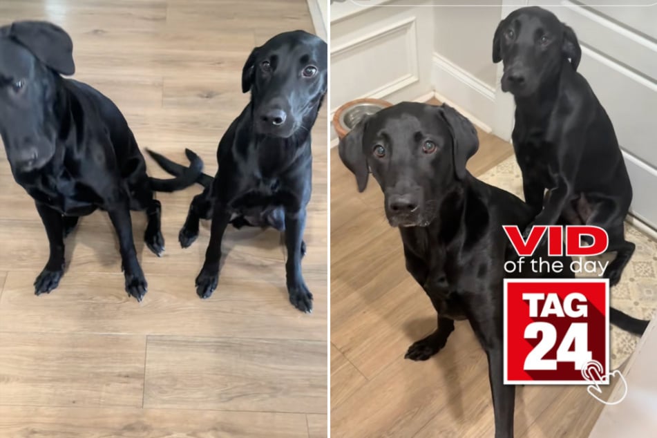 Viral Video of the Day for September 13, 2025: Black labs win hearts with adorable pre-dinner prayer ritual