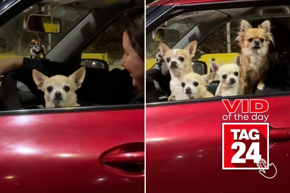 Viral Video of the Day for April 9, 2026: Five chihuahua dogs pop up out of nowhere in adorable car clip