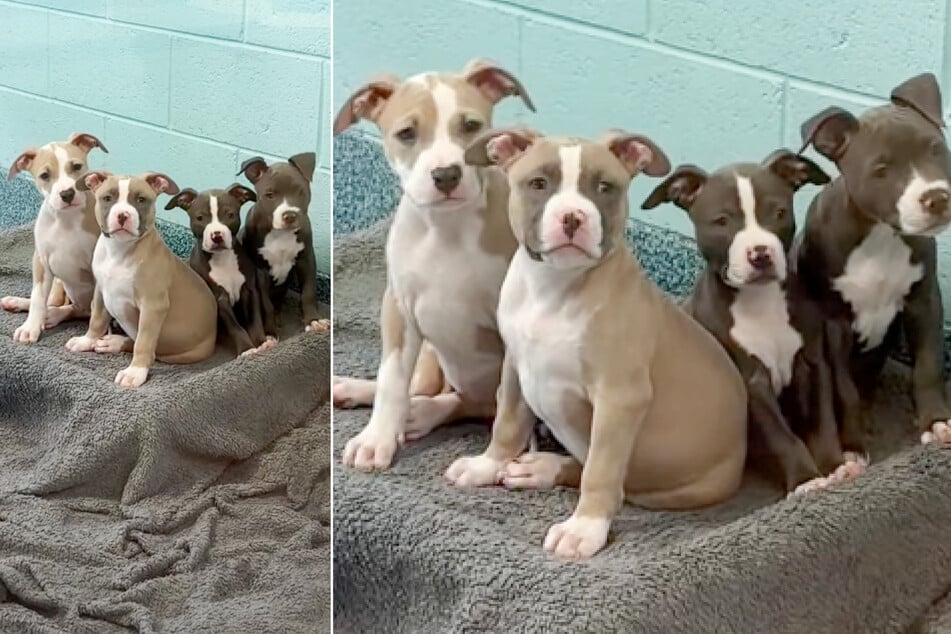 When these four puppies were continuously passed over for adoption, the shelter got creative.