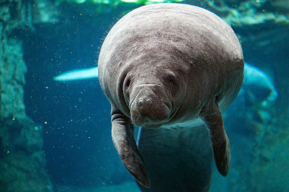 Florida sea cows left feeling hungry for more as feeding program ends