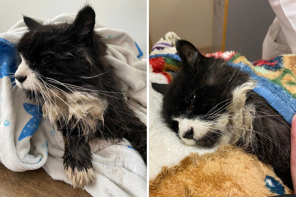 After the cat was rescued, it was not yet clear whether he would survive.