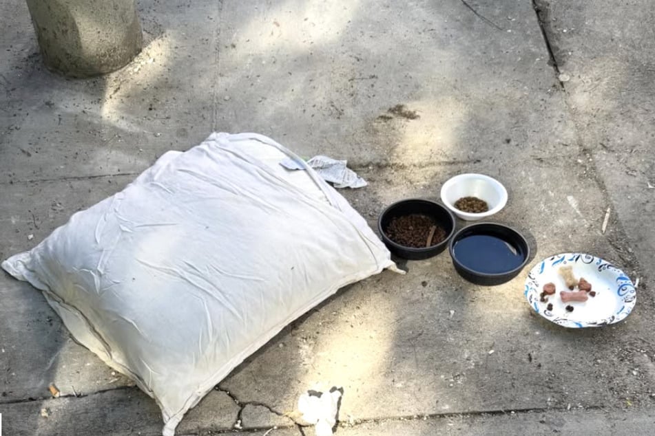 A pillow and some food – this was all that the abandoned dog had left.