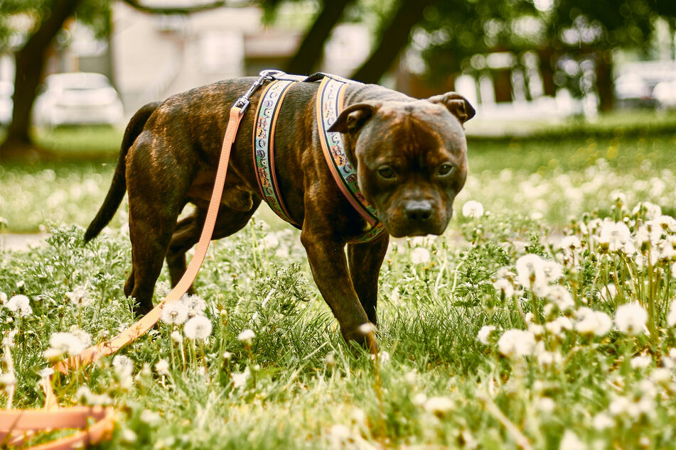 American XL bullies are extremely strong and unpredictable, making them potentially quite dangerous.