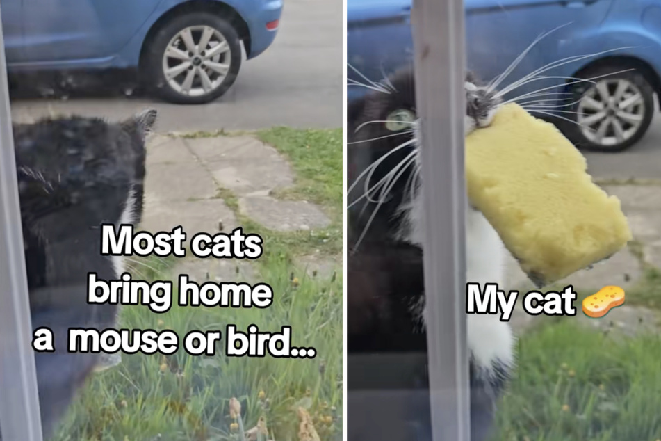 Cats usually bring home mice or birds to their owners, but this sweet furry friend prefers a different kind of find.