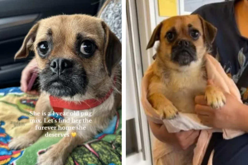 Dog named Macaroni being taken to shelter breaks hearts on TikTok: "That sweet face!"