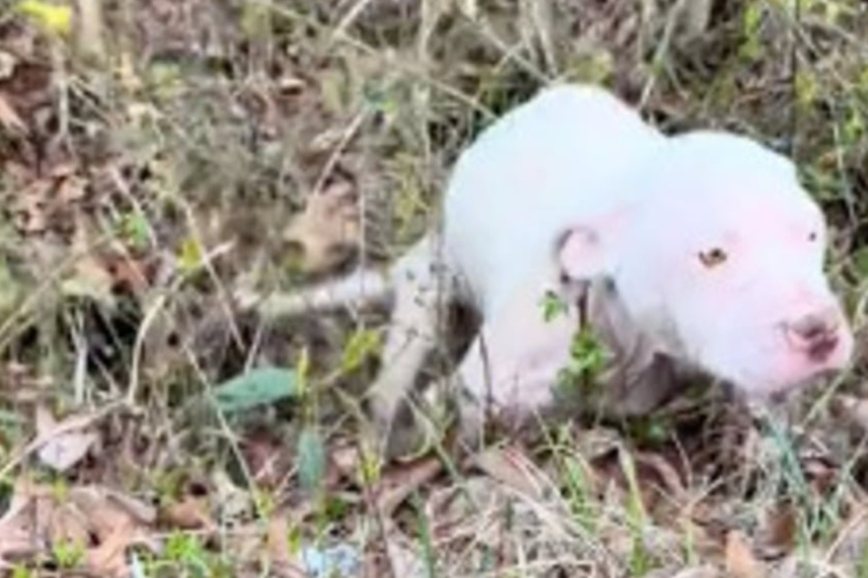 Dog stuck in ditch catches rescuer's eye in heartwarming tale